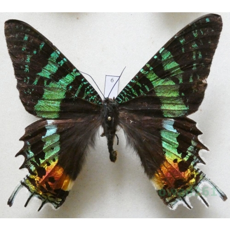 Chrysiridia rhipheus (Drury, 1773) Madagascar 82mm6